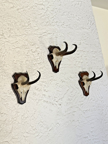Gams trophäe jagd - gams,