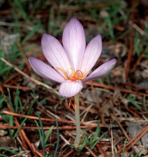 Safran Krokus - Crocus sativus