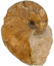 Lias  Cenoceras sp.  Bemerkenswerter Nautilus  Nautilide  Cean Frankreich  W38-2