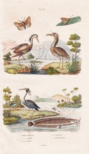 Butterfly Fische fish Reiher