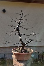 seltene Weißbuche Hainbuche