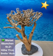 🌳Aquarium Wurzel Bonsai