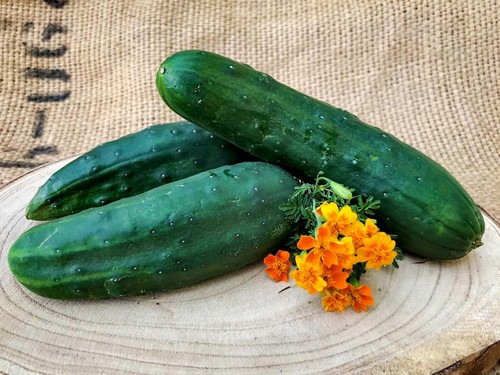 Freilandgurke moneta - freilandgurke,