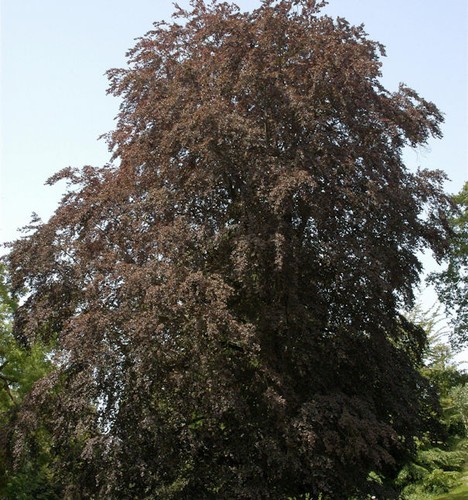 Blutbuche 125 150cm - 125-150cm, fagus