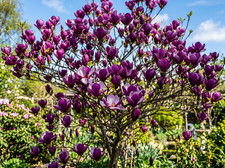 002995A Magnolia Liliiflora 3