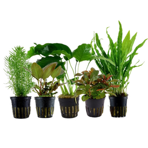 Pflanzen set mit - set, 5