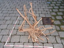 Super XXXLTraumwurzel 11B_MOORKIENWURZEL_Blickfang_Traumstück_Wilde Natur TOP !