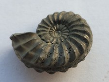 Pleuroceras spinatum - Unterstürmig- Lias delta - Ammonit - alte Sammlung