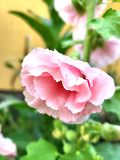 Stockrose, lachs,  essbare Blüten, Bauerngarten, Kübel, Balkon,  Farben im SHOP