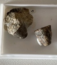 Procupressocrinites gracilis