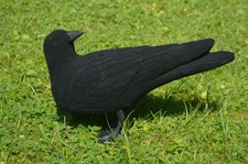 Beflockte Lockkrähe