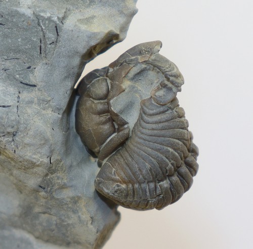 Trilobit flexicalymene - trilobit,,