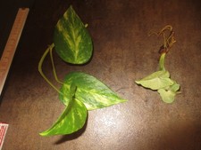 2 mal! Ableger Efeutute +