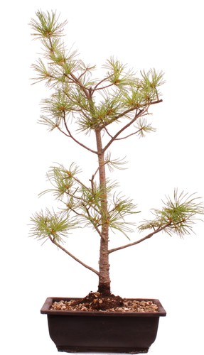 Bonsai pinus parviflora - -,