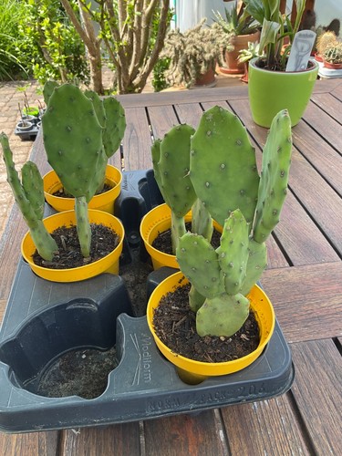 Opuntia stricta feigenkaktus - -,