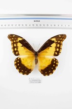 Schmetterling Entomologie
