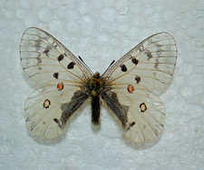 Parnassius phoebus male - parnassius, phoebus,male,rar