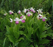 Cypripedium reginae - Königs
