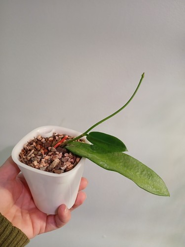 Hoya celata white dragon - celata,