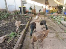 8 + 2 Eier unserer gemischten