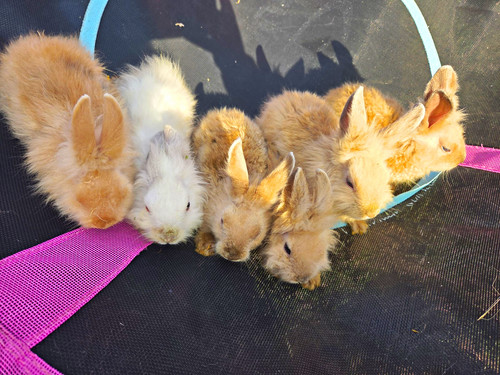 Kaninchen freilaufgehege - kaninchen,