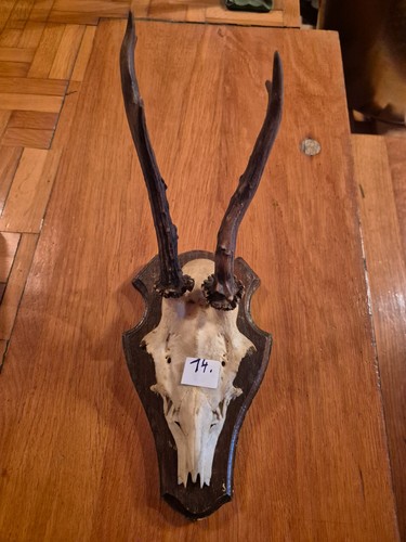 Großer rehbock 300g 26cm - rehbock,