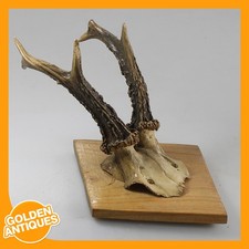 Rehgeweih gehörn wandbehang - rehgeweih,