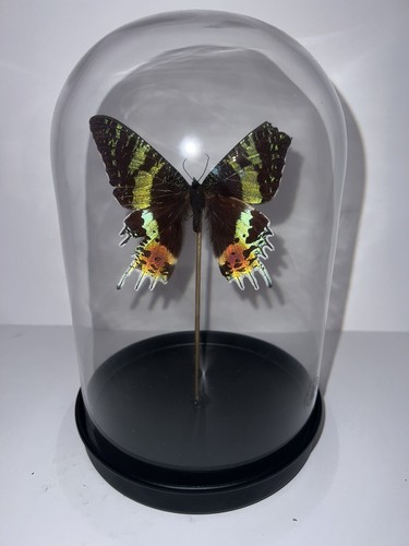 Schmetterling glasglocke - schmetterling,