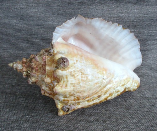 Große fechterschnecke - fechterschnecke, /