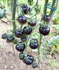 Tomatensamen schwarz cherry - tomatensamen,
