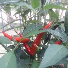 Chilisamen Thai Dragon Top Chili aus Thailand neue Ernte  Schärfegrad 8-9 🌶️