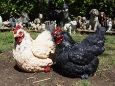 Huhn Henne dick groß Figur
