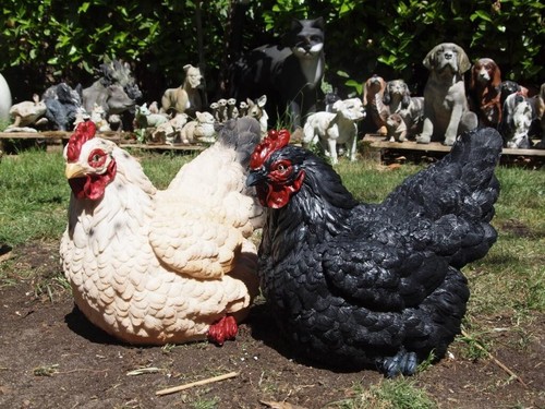 Huhn henne dick groß figur - dick,