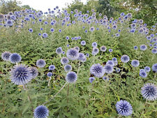 Kugeldistel blau ca. 200 Samen