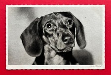 Künstler AK von LOTTE HERRLICH 1931 DACKEL Hunde 3. Sammlung   ( 112630