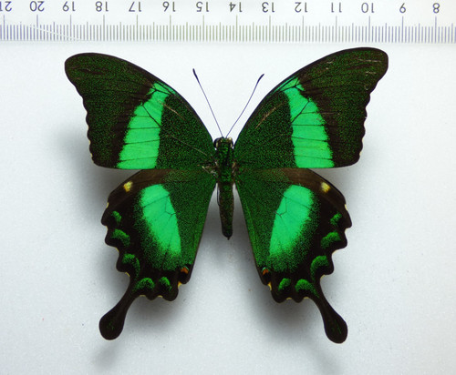 Entomologie schmetterling - entomologie,,