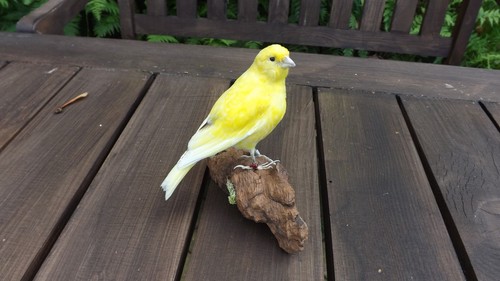 Präparierter kanarienvogel - präparierter,