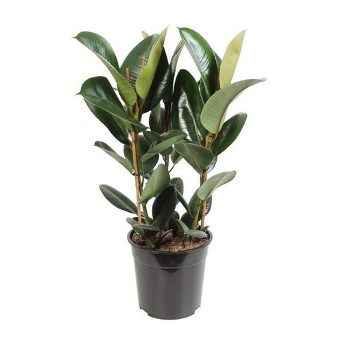 Gummibaum ficus elastica - ficus,