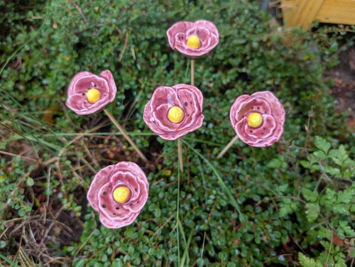 Blüten blümchen mohnblume - blümchen,