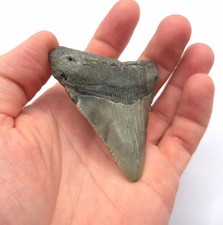 Megalodon Haizahn Fossil USA