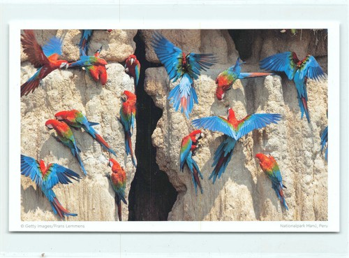 Postkarte grünflügelara - 1, ak