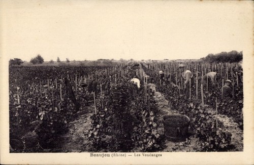 Beaujeu rhône weinlese - ak,