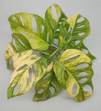 Monstera adansonii aurea