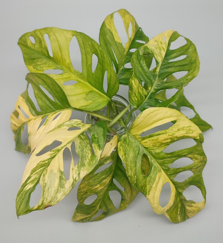 Monstera adansonii aurea