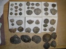 Brachiopoden / Muschel