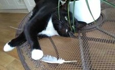 Natürliche FEDERN aus UK x35