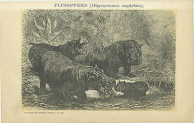 Flusspferd hippopotamus - flusspferd,