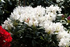 Rhododendron 'Cunninghams