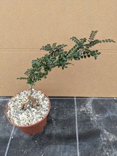 Operculicarya pachypus, kakteen sukkulenten Kaktus Caudex