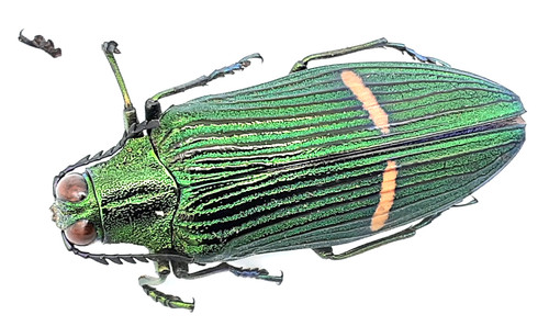 Buprestidae catoxantha - buprestidae,,